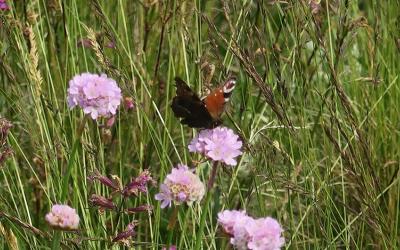 Kankareenhaan keto, perhonen ja laukkaneilikka