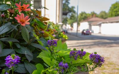 Etualalla kukkia, taustalla auto ajaa keskustan puutalojen välistä katua.