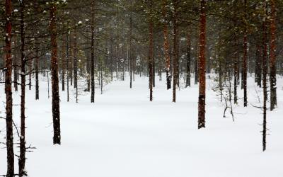 Luminen mäntymetsä.