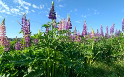 Komealupiinikasvustoja tien varressa