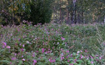 Kuvassa laaja jättipalsamiesiintymä