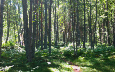 Kesäinen metsä, jossa vihreitä puita ja sammalmaata.