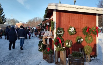Punaiset toriputkut jouluasussaan.