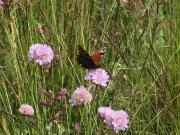 Perhonen laukkaneilikalla