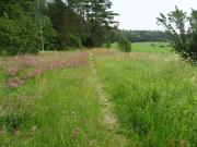 Kankareenhaan kedon polku