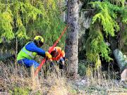 Kaksi henkilöä kaataa puuta.