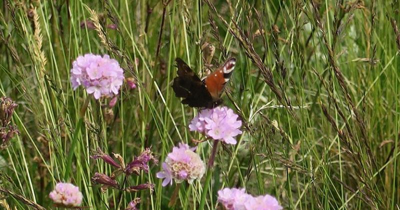 Kankareenhaan keto, perhonen ja laukkaneilikka