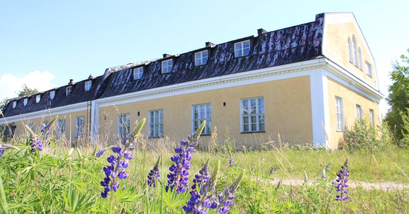 Komealupiinia Janhuan kasarmilla, taustalla kasarmirakennus, etualalla lupiinikasvustoja