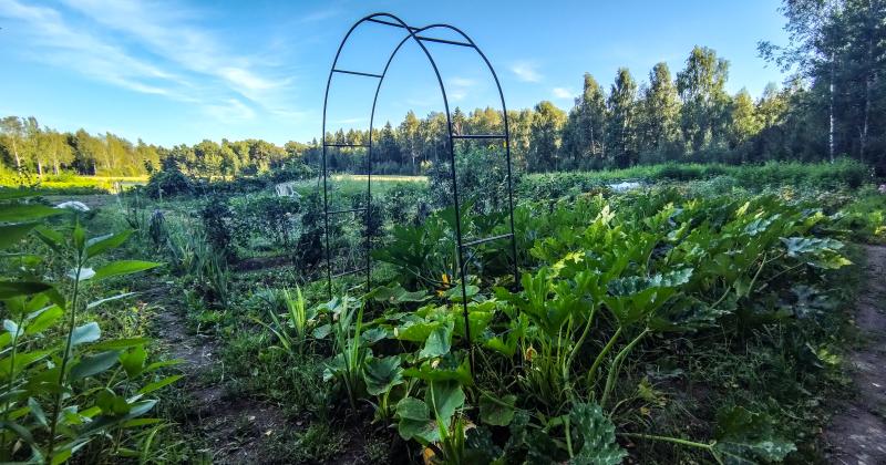 Kuvassa palstaviljelyalue Salmella. Köynnöstuki ja viljelykasveja