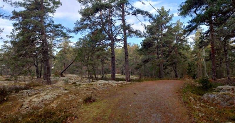 Kuvassa kuntorata ja sen varrella kasvavia vanhoja kilpikaarnaisia mäntyjä