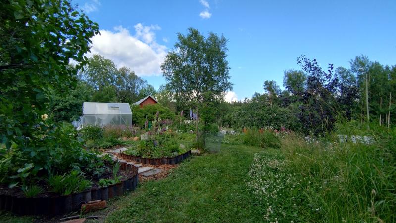 Kuvassa puutarha jossa osa nurmikosta on jätetty leikkaamatta ja annettu mm. apilan kukkia